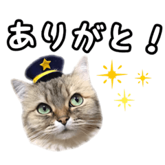 [LINEスタンプ] 猫のよく使う言葉・あいさつスタンプ