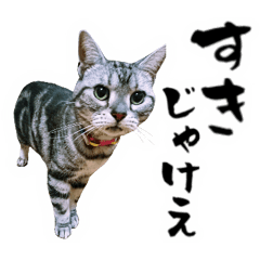 [LINEスタンプ] 猫写真スタンプ アンちゃん【広島弁】