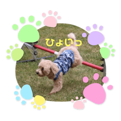 [LINEスタンプ] マルプー茶々丸4