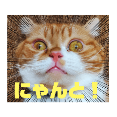 [LINEスタンプ] 実家のみゅうくん♂️2