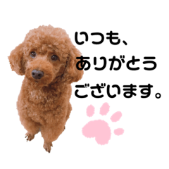 [LINEスタンプ] 毎日使える♡ボク5歳トイプーのトトです。