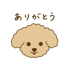 [LINEスタンプ] トイプードル ライムちゃん