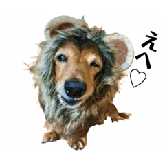 [LINEスタンプ] ミニチュアダックスかいちゃん 犬の日常①