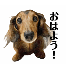 [LINEスタンプ] ミニチュアダックスかいちゃん 犬の日常②