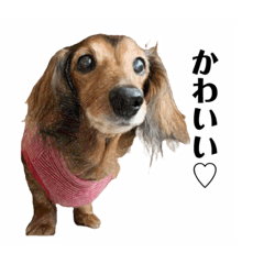 [LINEスタンプ] ミニチュアダックスかいちゃん 犬の日常3