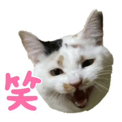 [LINEスタンプ] 猫村(とびみけ姉妹、茶とら・さび姉妹)②