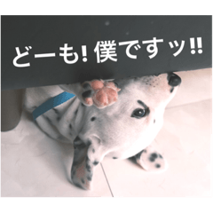 [LINEスタンプ] ダルメシアンパピー陸空【ブルーホワイト】
