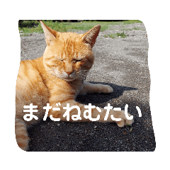 [LINEスタンプ] 猫の朝