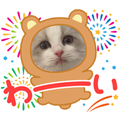 [LINEスタンプ] ラグドール猫のポポの日常