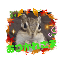[LINEスタンプ] シマリス茶々と一緒 3