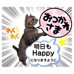 [LINEスタンプ] 大切な家族猫、風景、言葉
