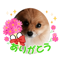 [LINEスタンプ] 面白ぽんちゃん