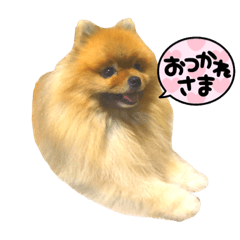 [LINEスタンプ] 毎日ポメラニアン。