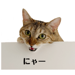 [LINEスタンプ] 愛猫ペル 2