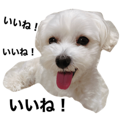 [LINEスタンプ] ちっちのきもち③