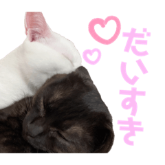 [LINEスタンプ] ☔︎スにゃンプ☀︎