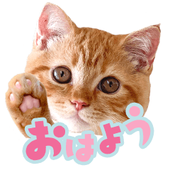 [LINEスタンプ] 茶トラのちゃちゃまる