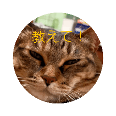 [LINEスタンプ] 色々考える真顔ねこ