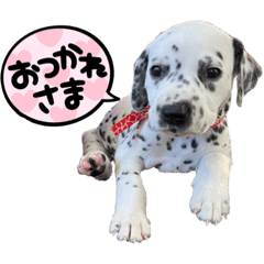 [LINEスタンプ] ダルメシアンパピーダリ【レッドゴールド】