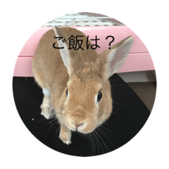 [LINEスタンプ] rabbtstamp