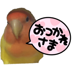 [LINEスタンプ] うちの鳥スタンプ♥️