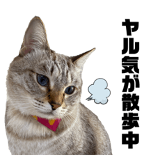 [LINEスタンプ] 猫で伝える日常 2