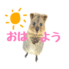 [LINEスタンプ] 日常で使えるクオッカワラビー