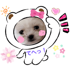 [LINEスタンプ] チワシーズーのるるちゃんなのだワンッ！♡