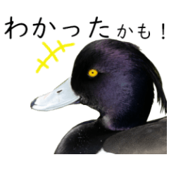 [LINEスタンプ] カモですねぇ。スタンプ