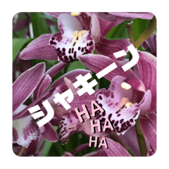 [LINEスタンプ] purple flower day