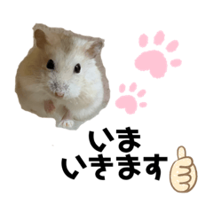 [LINEスタンプ] ペリの日常