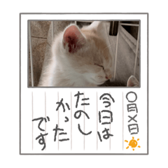 [LINEスタンプ] 敬語を使う猫さんたち