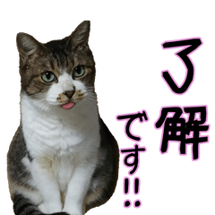 [LINEスタンプ] キジ白ばぁば！