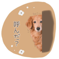 [LINEスタンプ] うちの子スタンプ1(ふーちゃん)