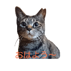 [LINEスタンプ] ちびたん その1