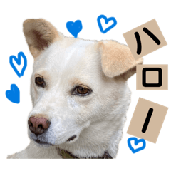 [LINEスタンプ] 癒し犬シロちゃんの写真スタンプ