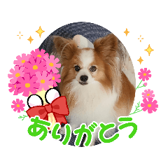 [LINEスタンプ] ぱぴぱぴパピヨン37