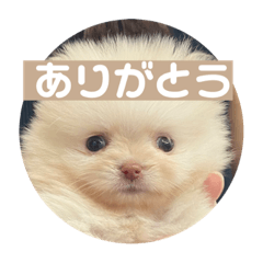 [LINEスタンプ] ポメラニアンのみそ