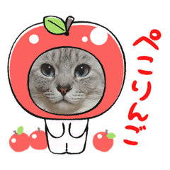 [LINEスタンプ] 猫とうさぎの挨拶スタンプ☆ちろみるこ