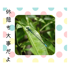 [LINEスタンプ] 写真を使って（39）