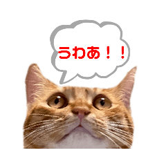 [LINEスタンプ] 猫猫猫猫スタンプレゼントにどうぞ！！