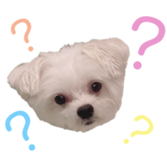 [LINEスタンプ] 愛犬's①