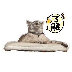 [LINEスタンプ] うちのモフモフ3