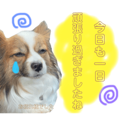 [LINEスタンプ] ダンボの応援STAMPの画像（メイン）