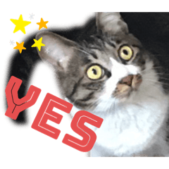 [LINEスタンプ] 泉の猫スタンプ