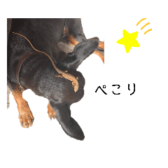 [LINEスタンプ] ミニピンのサスケとカナヘビ