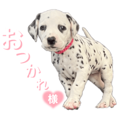[LINEスタンプ] ダルメシアンパピー桜虎【ピンクレッド】