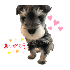 [LINEスタンプ] ミニシュナJILLくん