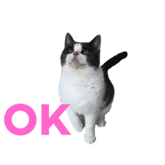 [LINEスタンプ] おうち猫はなちゃんのスタンプ