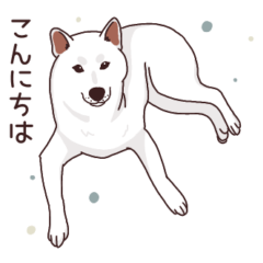 [LINEスタンプ] 柴犬(白)1